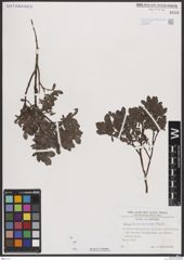 Foto von Salix breviserrata Flod.